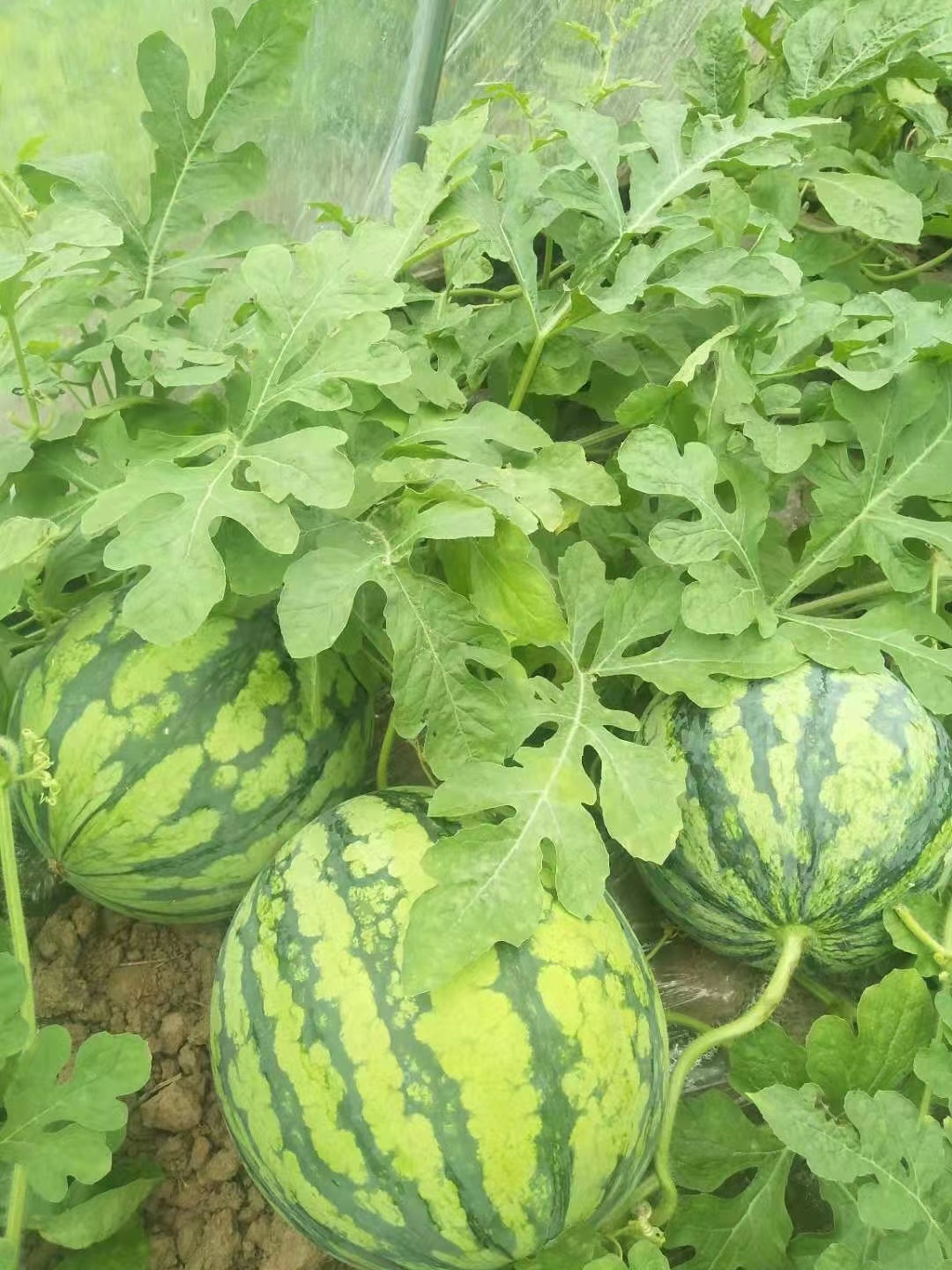 善广产业发展照片 (7).jpg