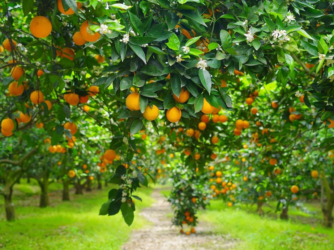 亲子活动-【半日研学】探索蜜蜂王国、体验采蜜酿蜜收蜜、蜂蜜唇膏DIY--蜜蜂研学半日营（自驾.金山）